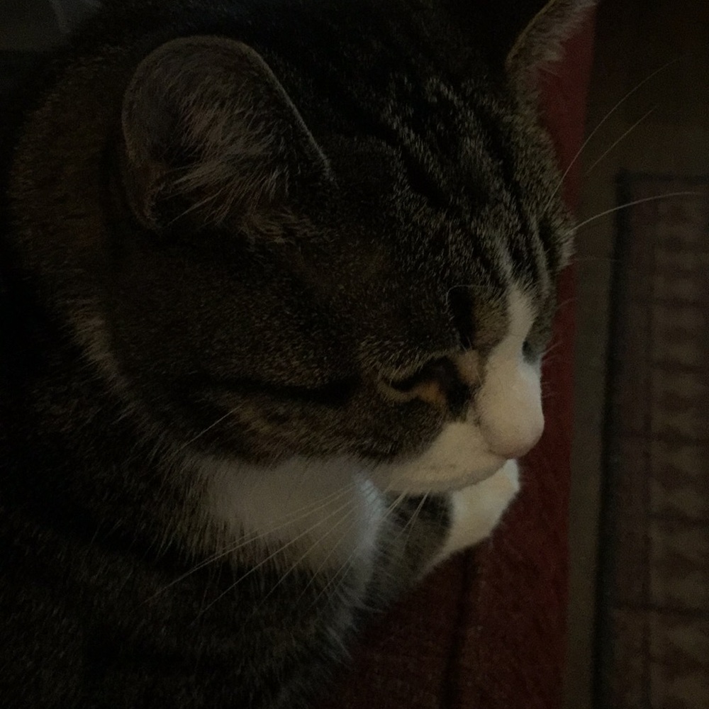 Meet your Posher, Candida